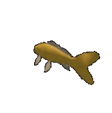 Koi Fish